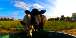 agricultural round trough